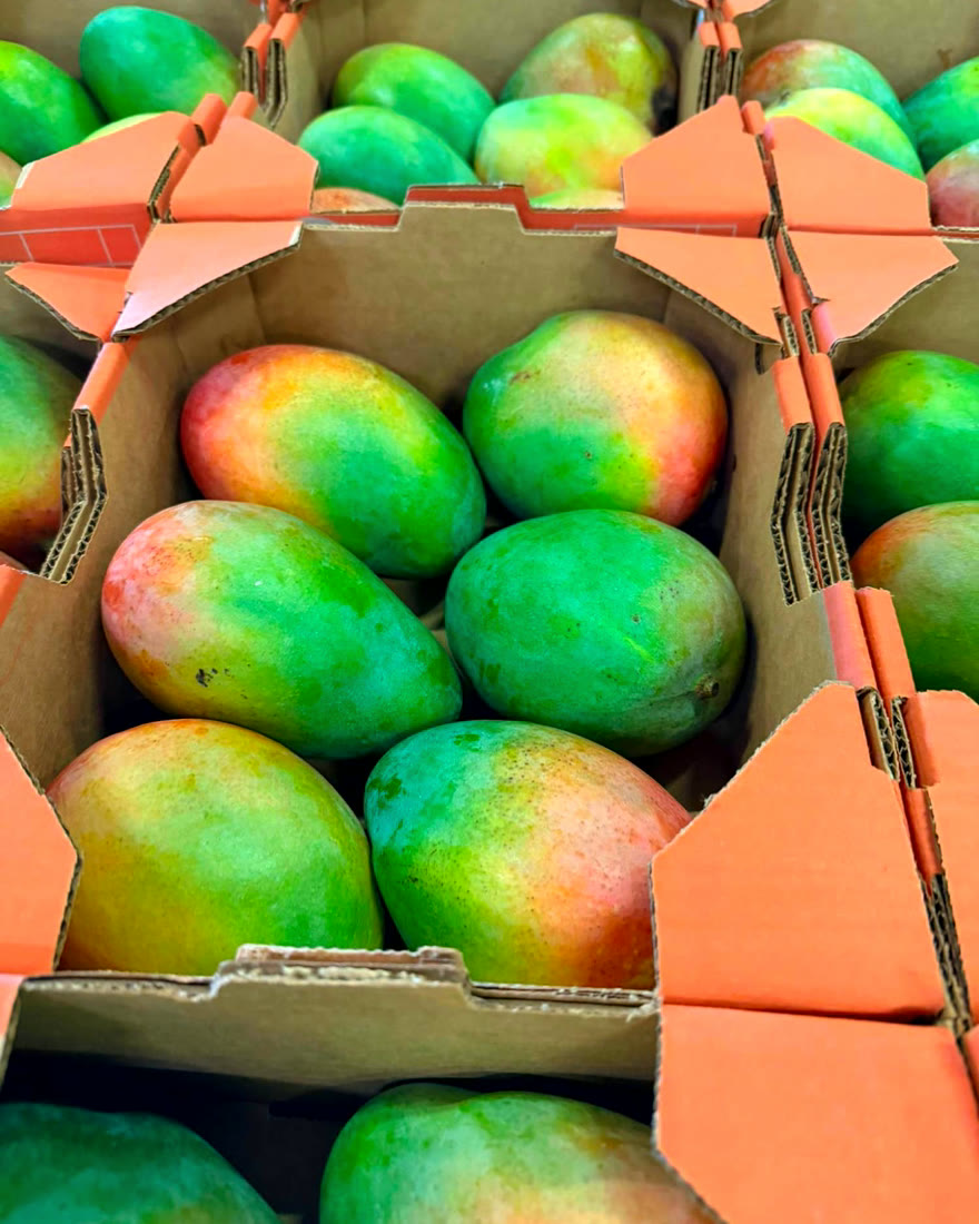 Grün-rote Mangos in Kartons