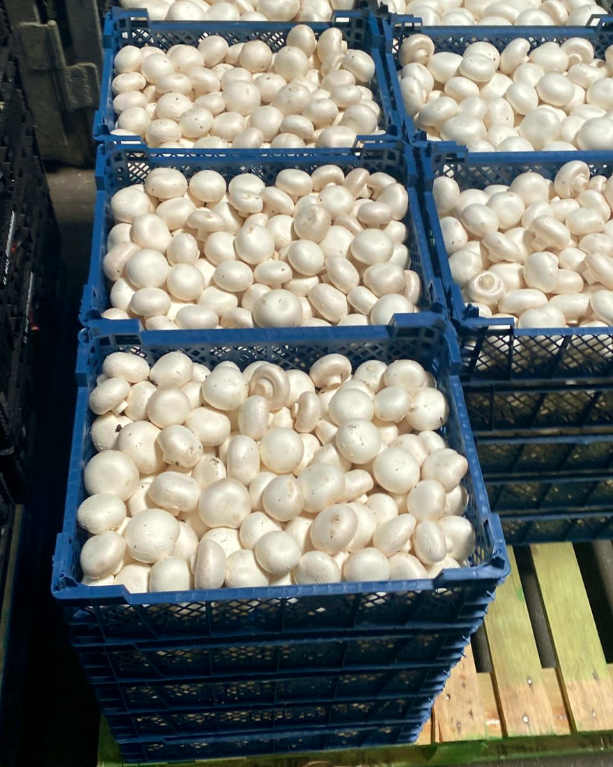 Blaue Kisten voller weißer Champignons